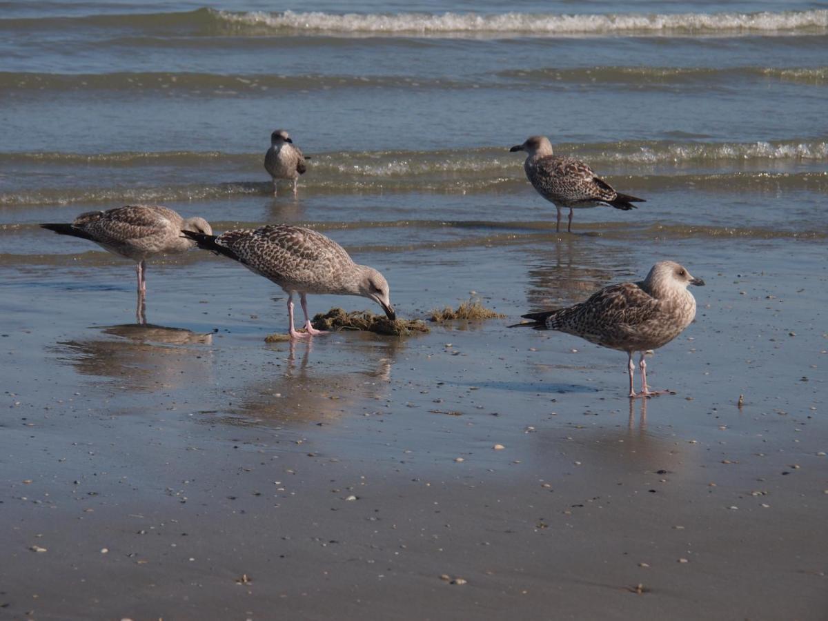 Entre Dunes Et Mer Bray-Dunes Bagian luar foto